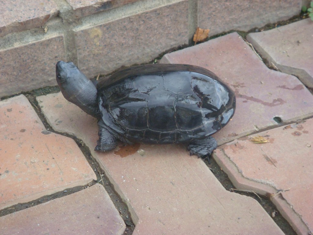 カメ