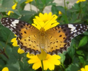 チョウ