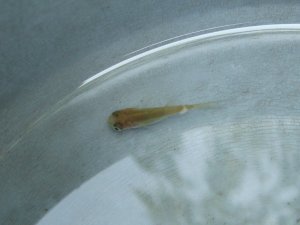 金魚（一ヶ月）